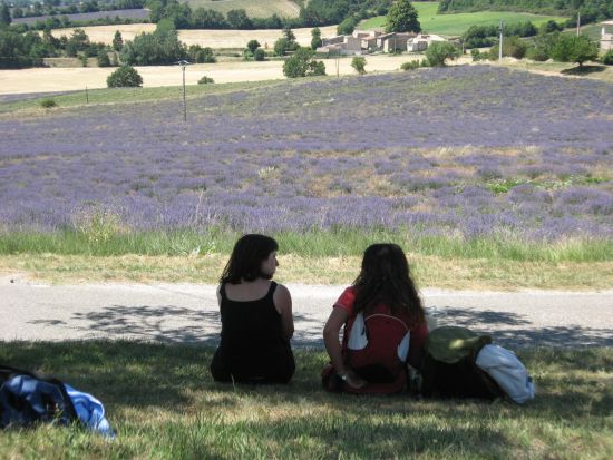 Dans les champs de Lavande aux Michouilles à Sault