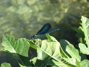 au partage des eaux 