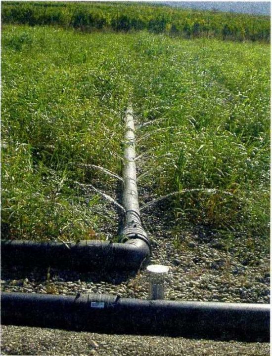 l'avenir de l'eau c'est le roseau